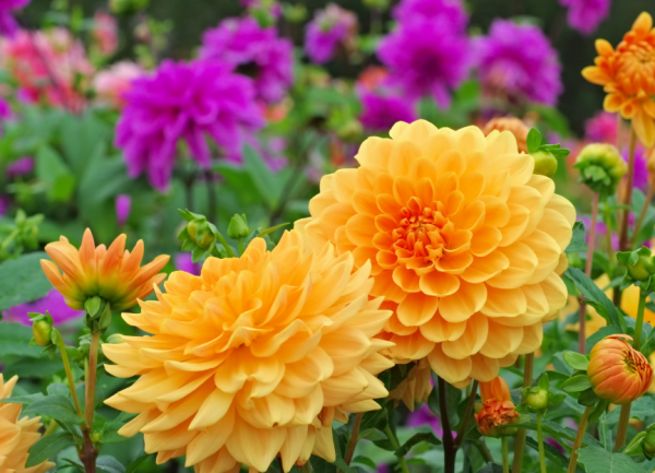 Taman Berbunga Berwarna-Warni